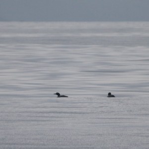 Two birds swimming on a calm, gray sea under a cloudy sky.