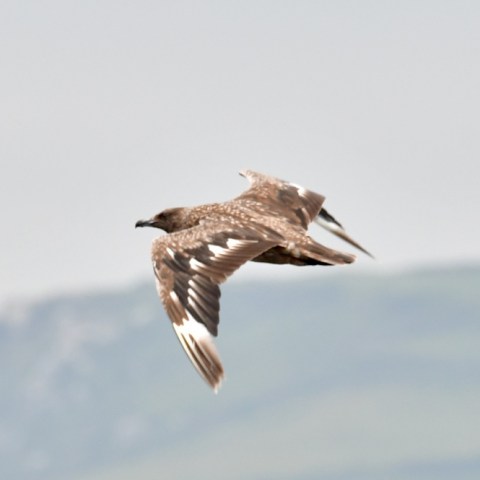 A brown bird with spread wings flying in a cloudy sky.