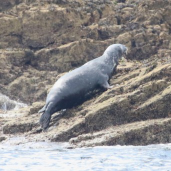 Seal resting on rocky shore near water