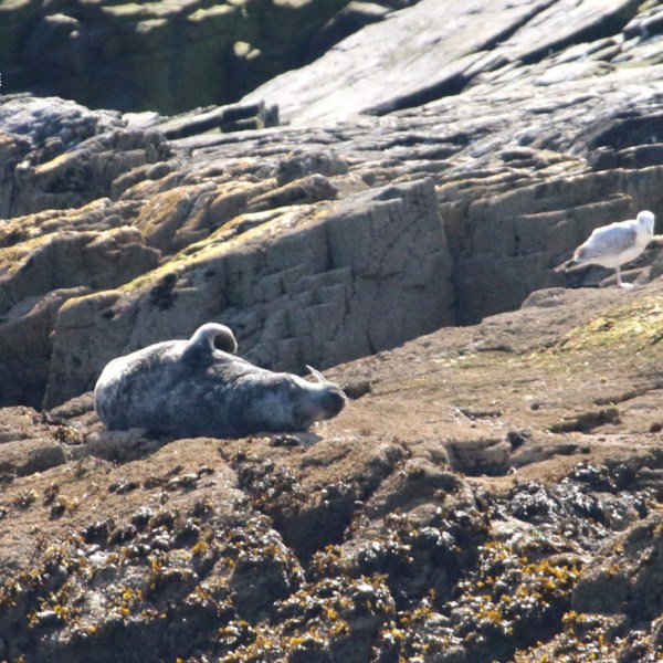 Seal lying on rocky shore with a seagull nearby.
