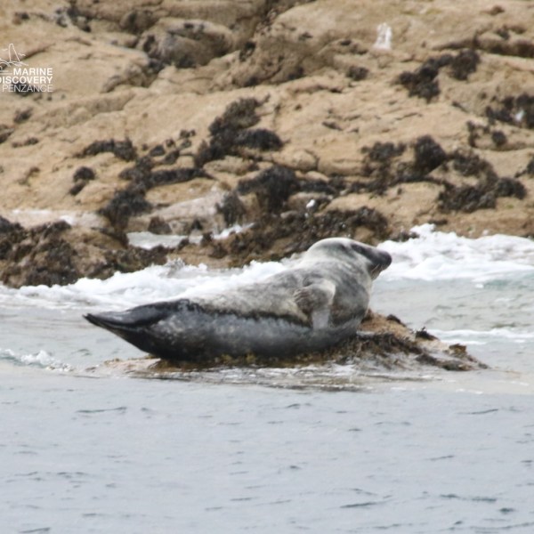 Seal basking on a rocky shore with waves in the background.