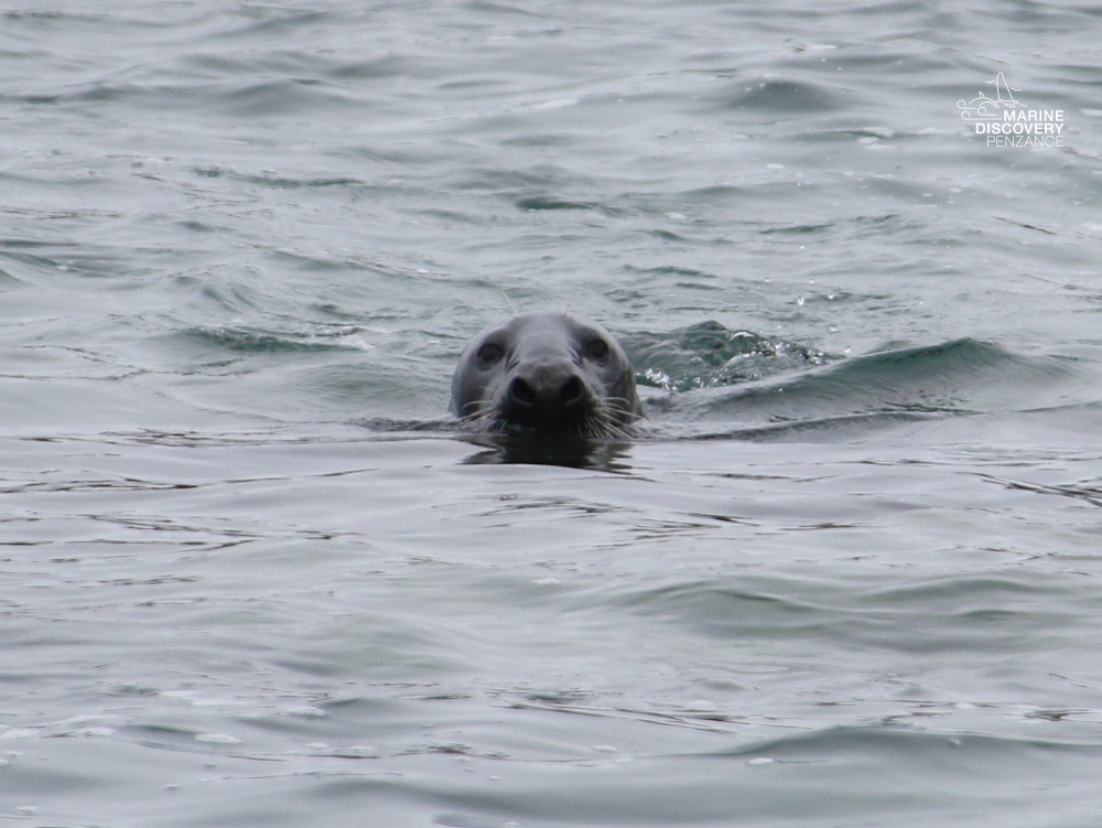 Seal head above water surface in the ocean.