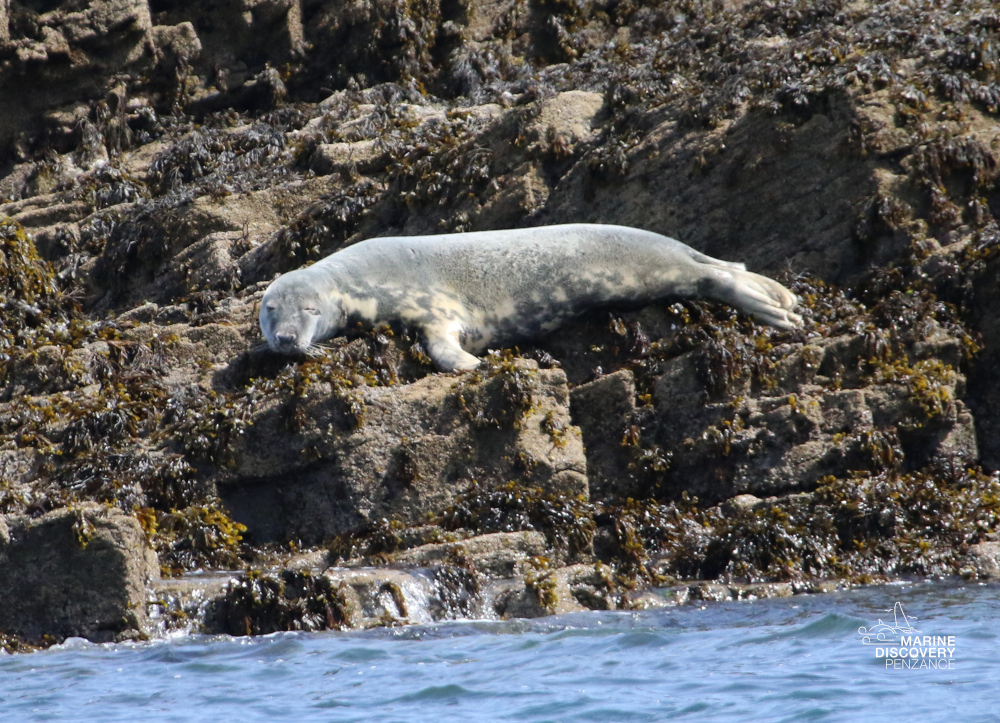 Seal resting on rocky shore near the water