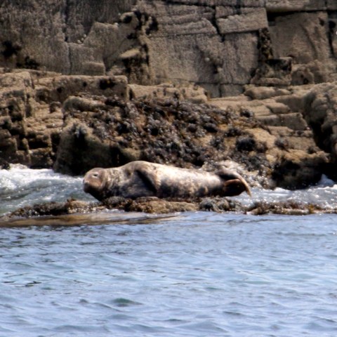 Seal resting on rocky shore with ocean waves.
