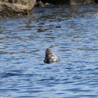 Seal head above water near rocky shore