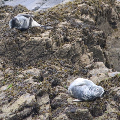 Two seals resting on rocky terrain by the sea.