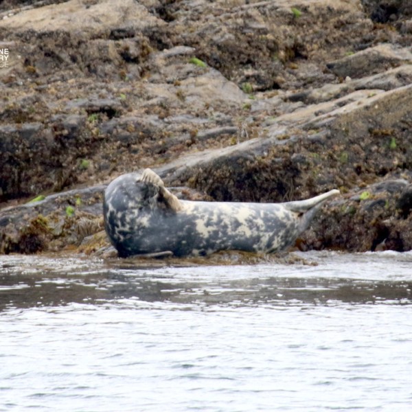 Seal resting on rocky shore near water