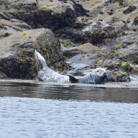 Seal resting on rocky shore by the water's edge.