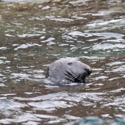 Seal head poking out of water in a natural setting.