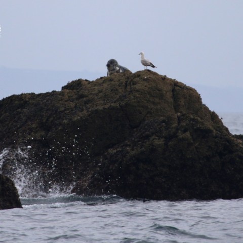 Rock with a seal and gull, ocean waves splashing
