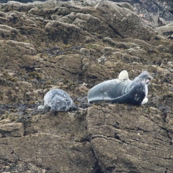 Two seals resting on rocky shore with textured surface.