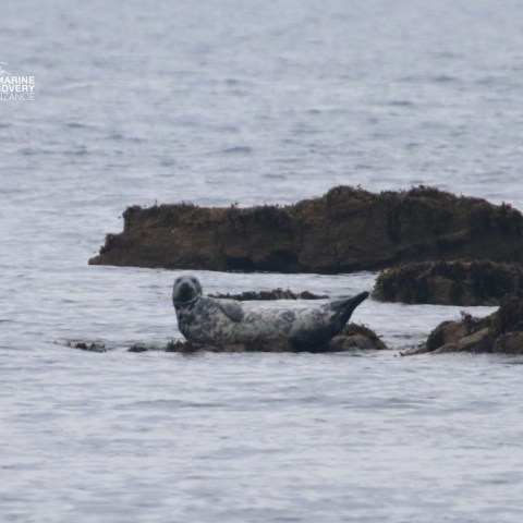 Seal resting on rocky shore with seaweed, calm water background.