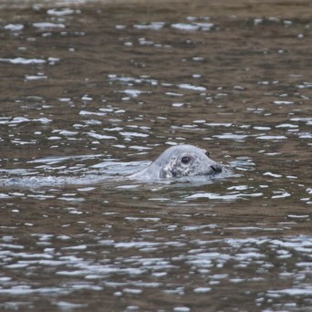 Seal swimming in water with head above surface.