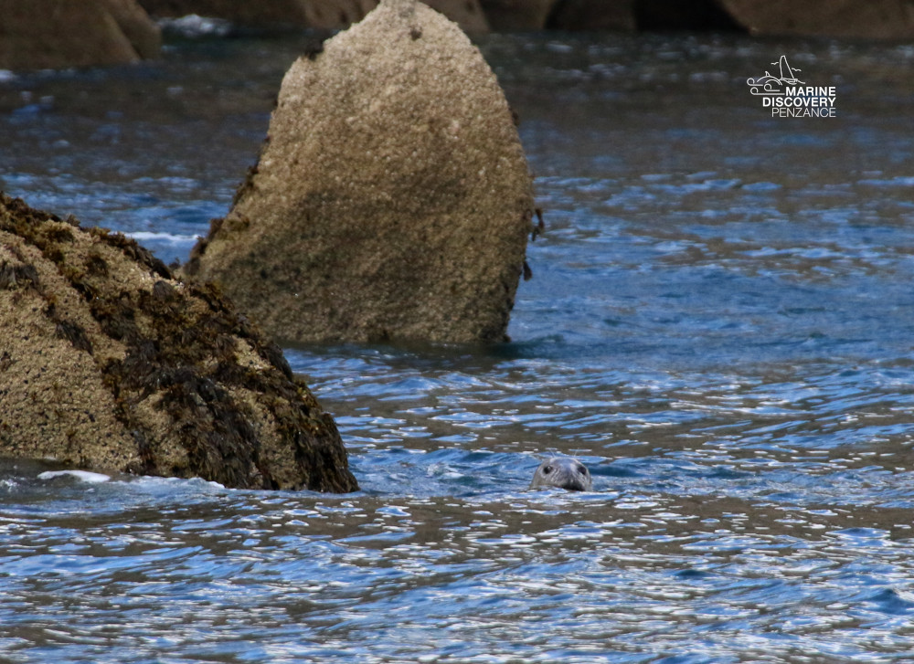 Seal swimming near large rocks in the ocean.