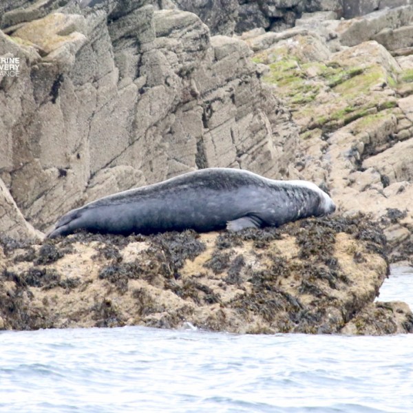 Seal resting on rocky shore with ocean in view.