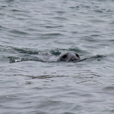 Seal partially submerged in water, only head visible above the surface.