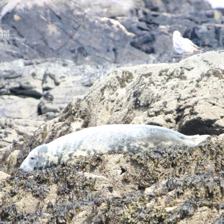 Seal resting on rocky shore with seaweed; a seagull stands nearby.