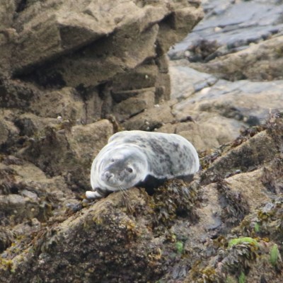Seal resting on rocky shore surrounded by seaweed.