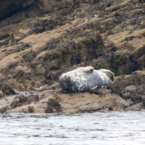 Seal resting on rocky shore by the water's edge.