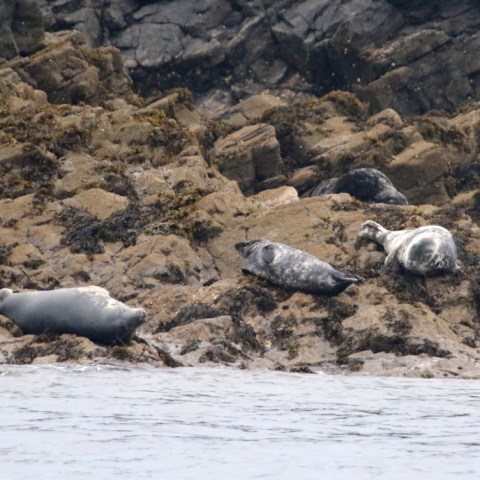 Seals resting on rocky shore near the water's edge.