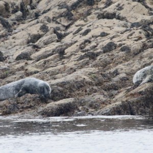 Two seals resting on rocky shore with visible seaweed.