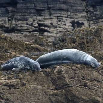 Two seals resting on rocky terrain by the water.