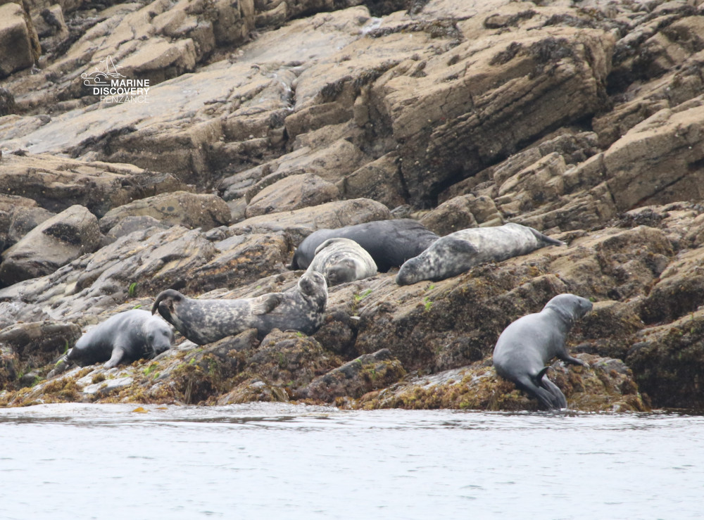 Seals resting on rocky shore near water.