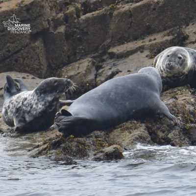 Three seals resting on rocky shore by the sea.