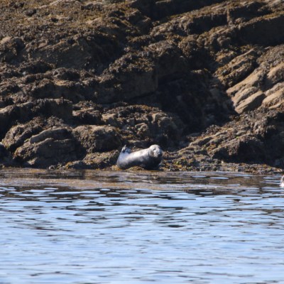 Seals resting on rocky shoreline with a calm sea.