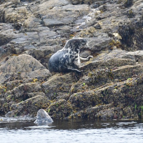 Two seals on rocky shore, one on land and one in water.