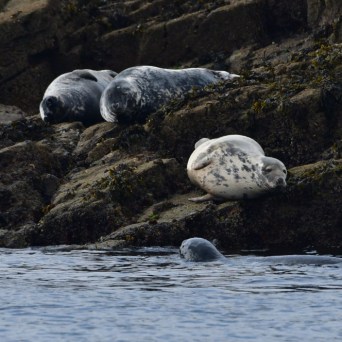 Four seals resting on rocky shoreline, one in water.
