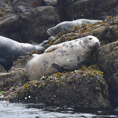 Seals resting on rocky shore with seaweed.