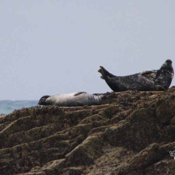 Two seals resting on rocky shore by the sea.