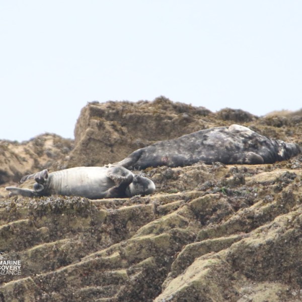 Two seals resting on rocky terrain.