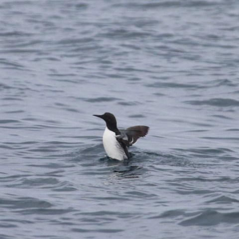 A black and white seabird floats on the water with wings partially open.