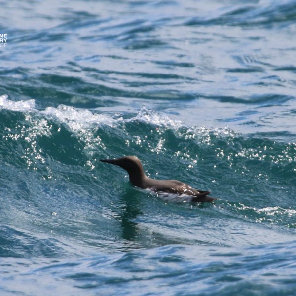 Black seabird floating on ocean waves under a clear sky.