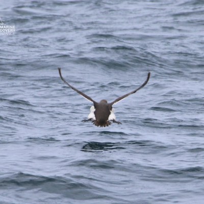 Bird flying low over ocean with wings spread