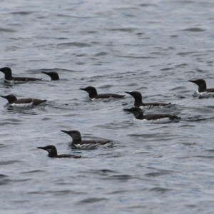 Group of seabirds swimming on wavy water surface.