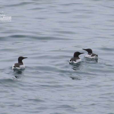 Three seabirds float on calm water with a distant hazy view.