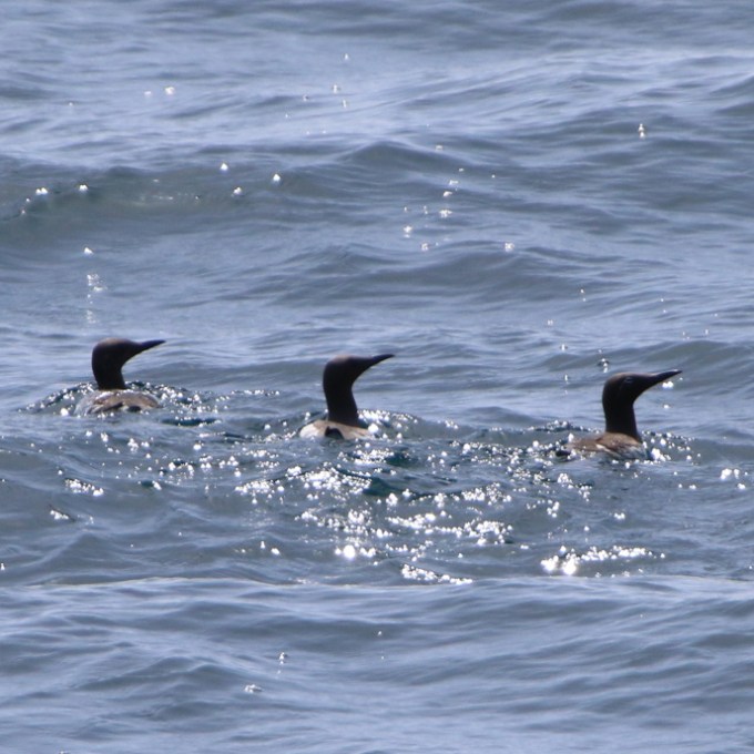 Three dark birds swimming in ocean waves with sunlight reflecting.