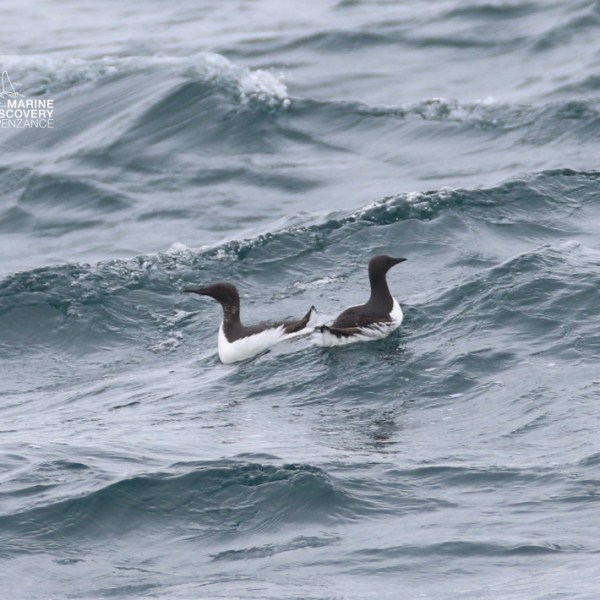 Two seabirds swimming on wavy water.