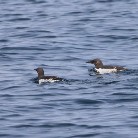 Two seabirds with dark backs and white undersides swimming in blue water.