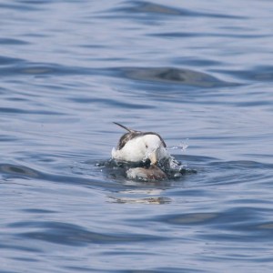 Bird diving into calm ocean water.