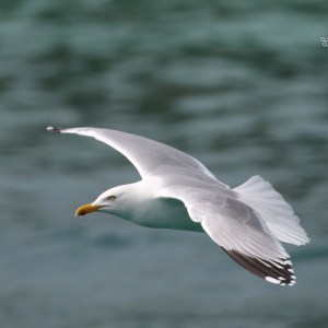 Seagull flying over water with blurred background.