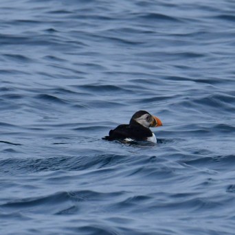 Puffin floating on rippling blue water.