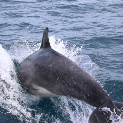 Dolphin jumping out of the water in the ocean.