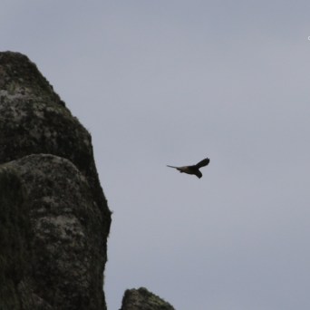 Bird flying near rocky cliff against a cloudy sky.