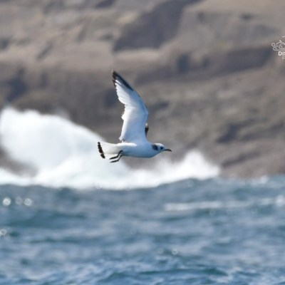 Seagull flying over ocean waves with rocky background.