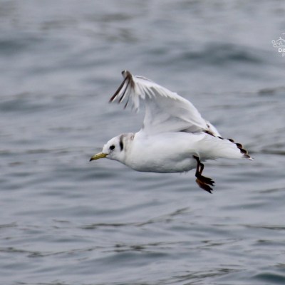 A seagull with white plumage flying over the ocean.