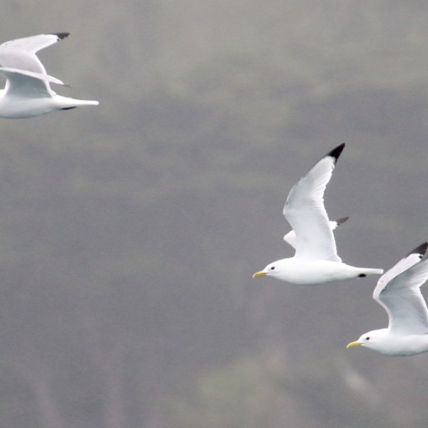 Three seagulls flying in foggy weather.